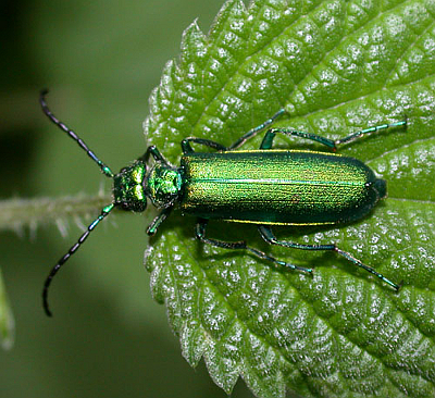 CANTHARIS (LYTTA) VESICATORIA